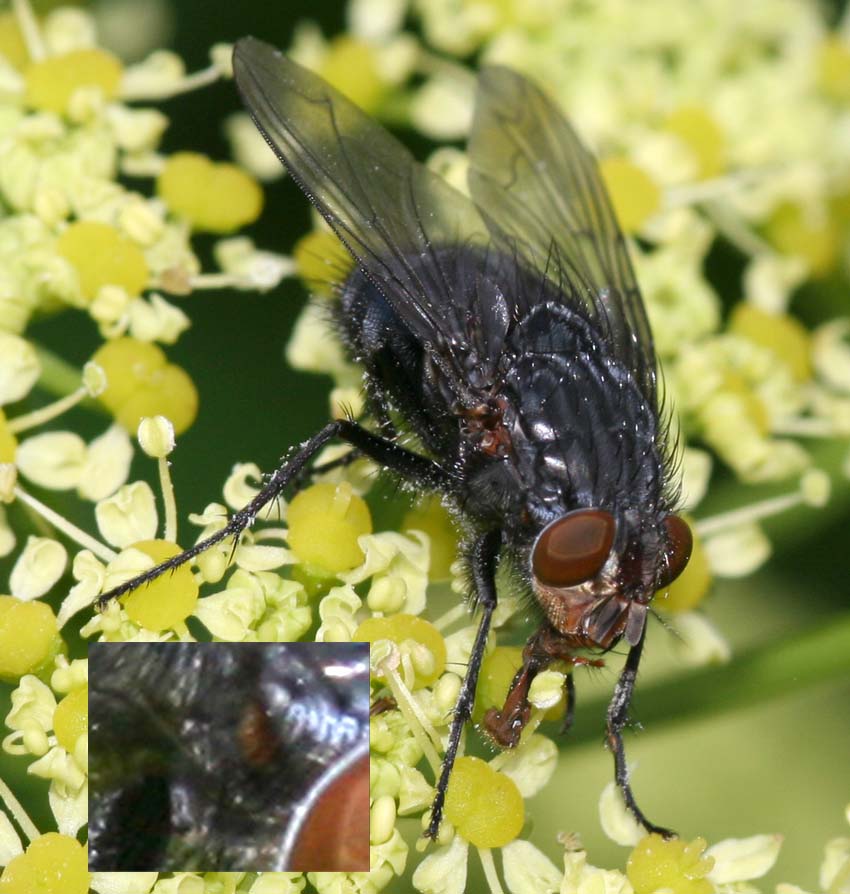 Calliphora sp. (Calliphoridae)